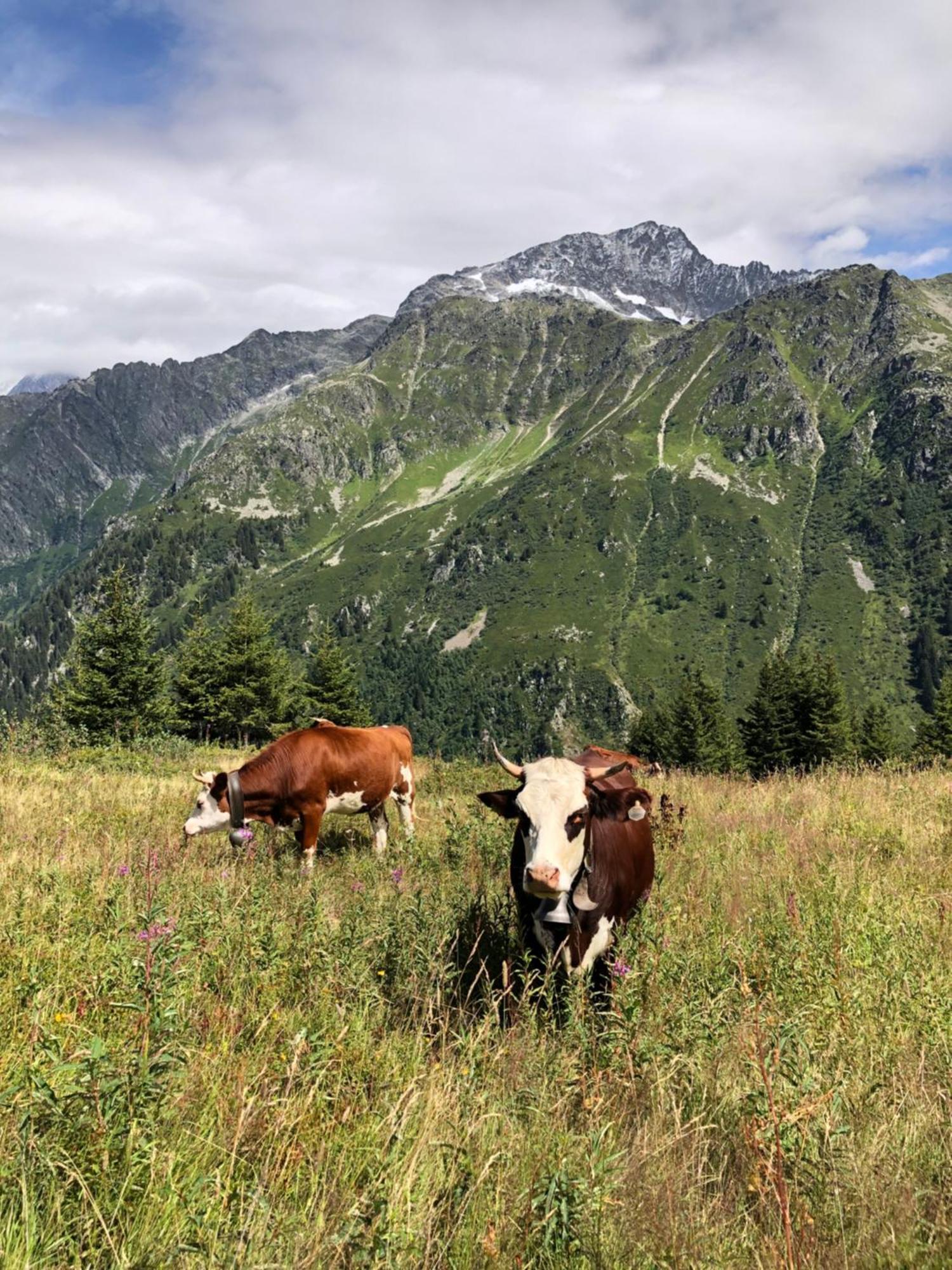 Chalet Riviere Du Bon Nant Location De 6 A 14 Personnes En Haute Savoie Saint-Gervais-les-Bains Ngoại thất bức ảnh