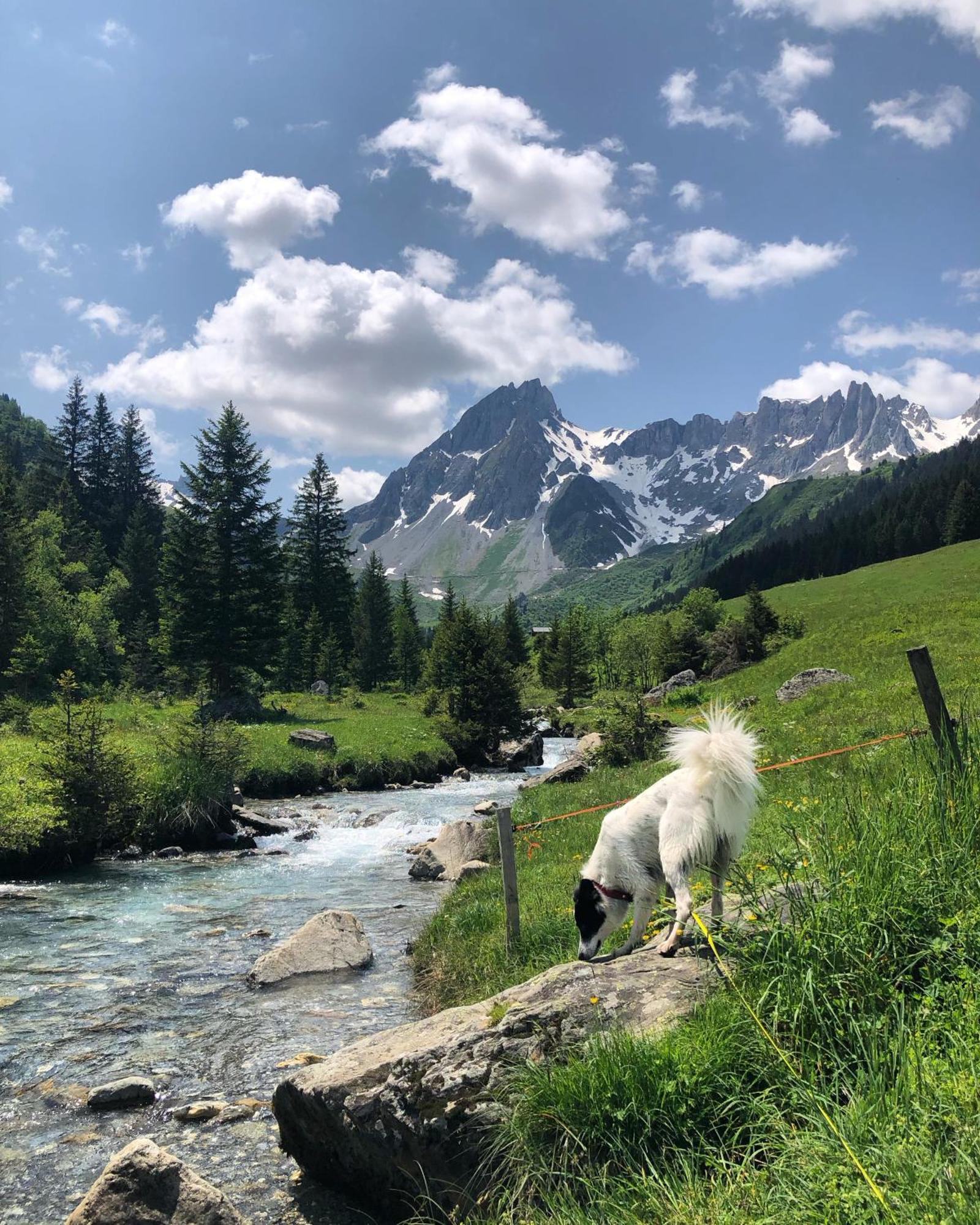 Chalet Riviere Du Bon Nant Location De 6 A 14 Personnes En Haute Savoie Saint-Gervais-les-Bains Ngoại thất bức ảnh